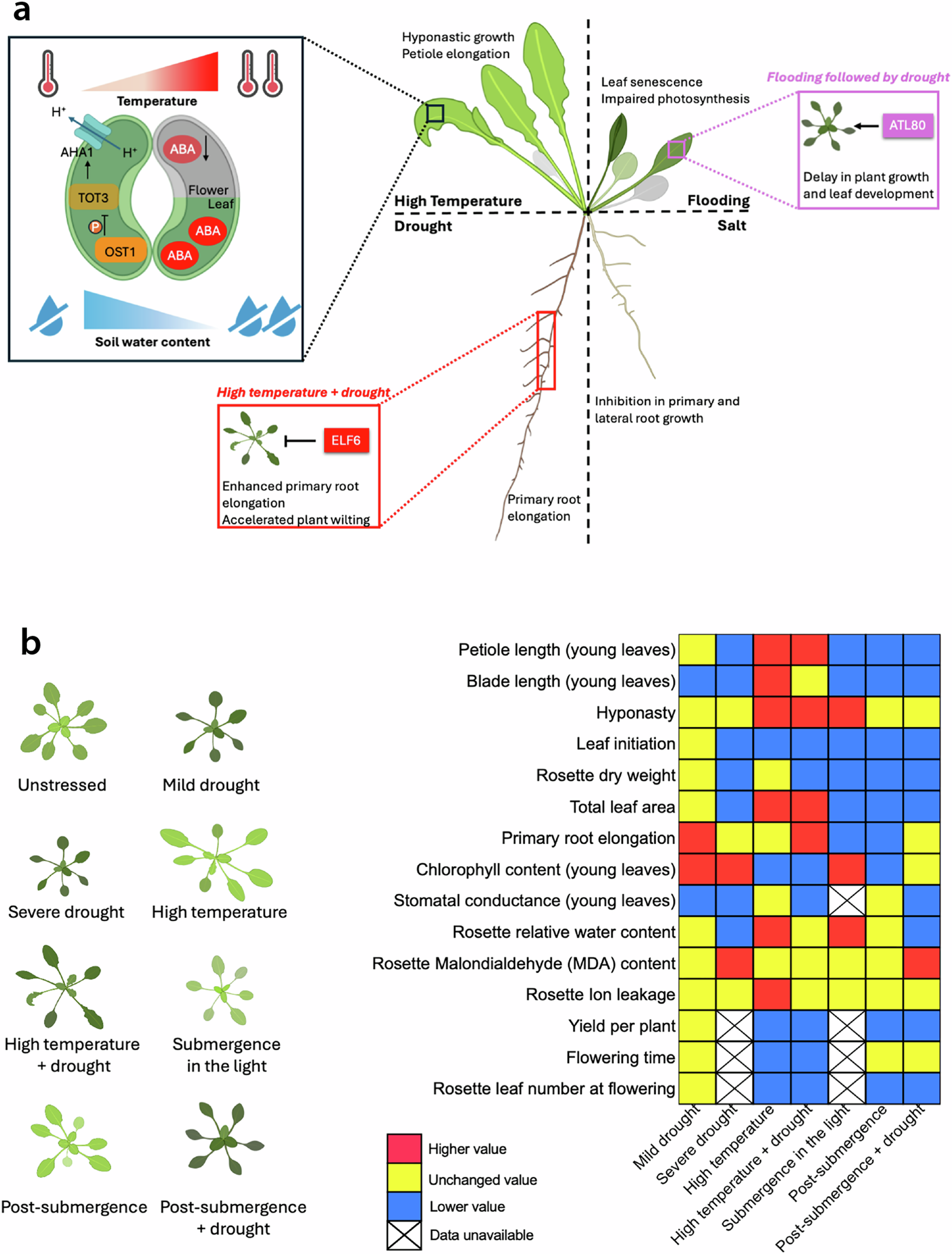 Jiang et al. 2025 图1：植物多重非生物胁迫响应整合框架