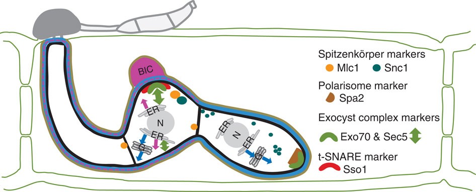 Giraldo et al. 2013 图8：稻瘟菌两套分泌系统递送不同效应子