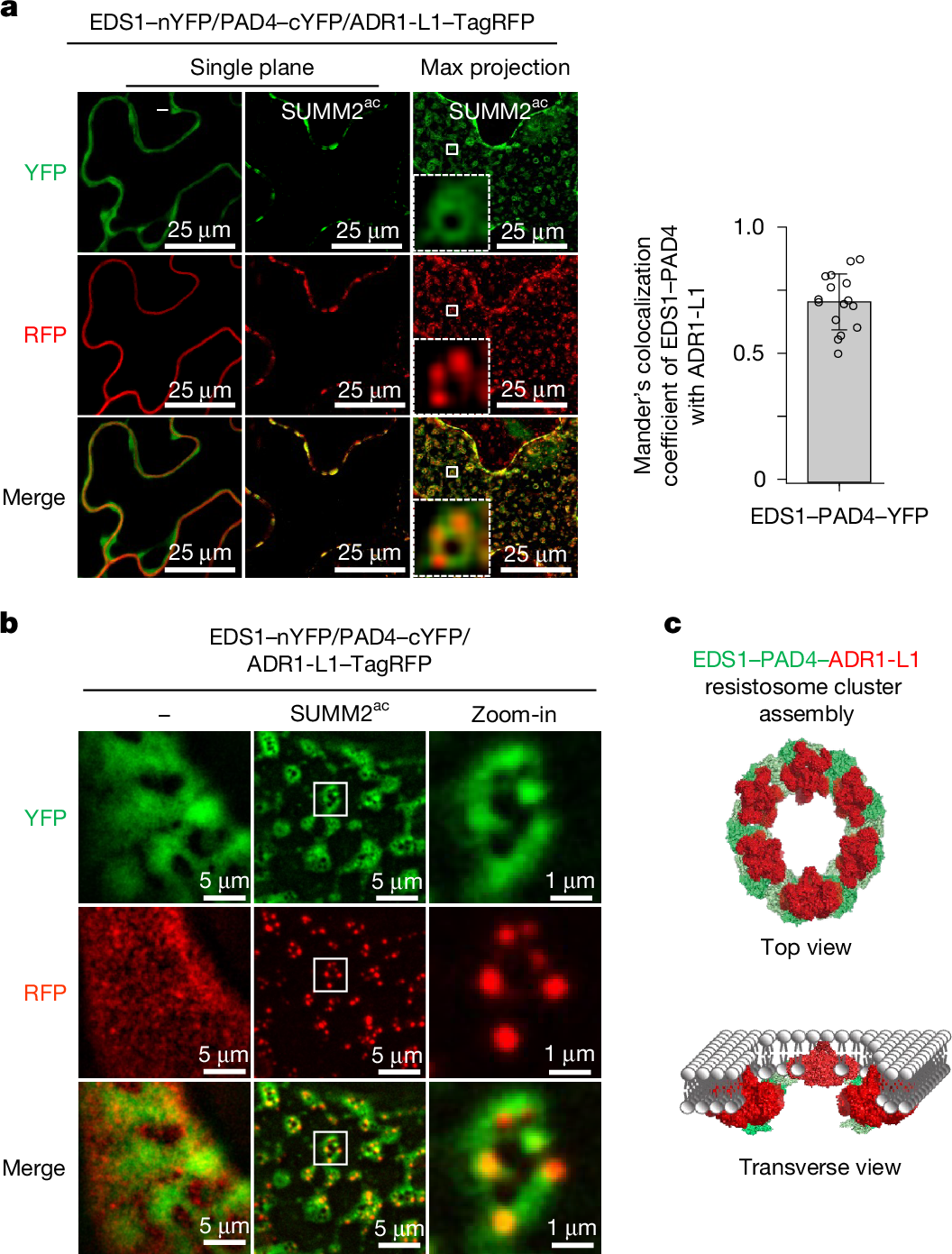 Ge et al. 2026 图4：SUMM2 激活后形成 EDS1-PAD4-ADR1-L1 helper NLR 抗病小体簇