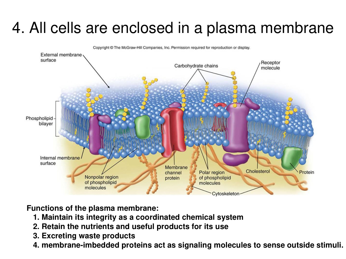Eukaryotic cell origin and endosymbiosis