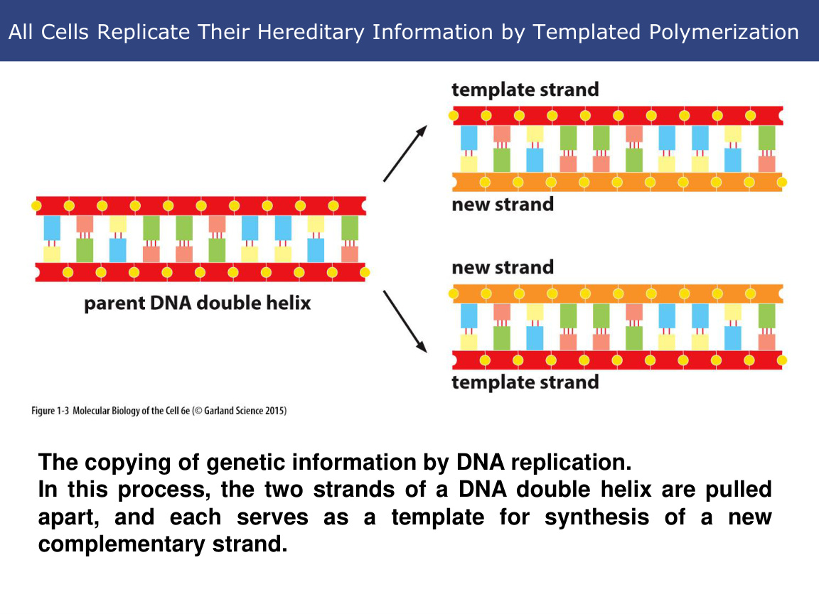 Tree/domain comparison and evolutionary relationships
