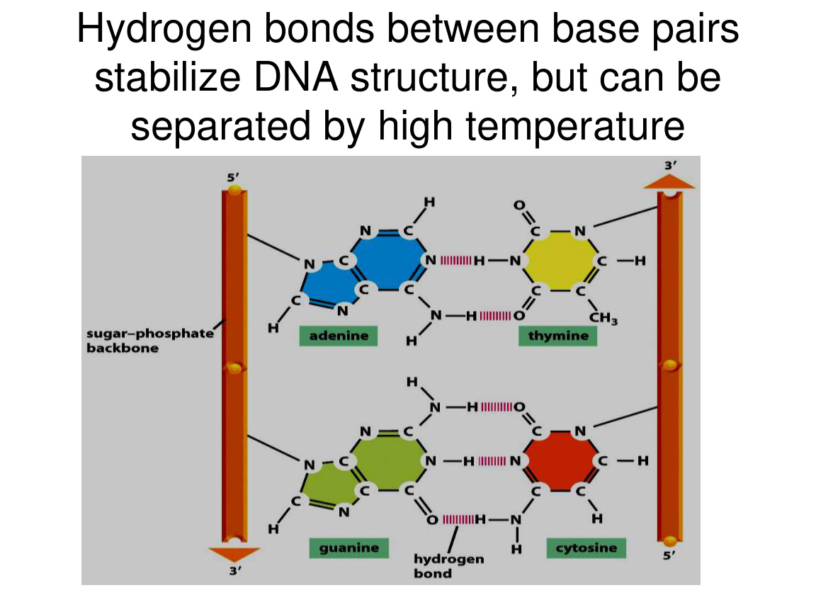Biochemical energetics and ATP coupling