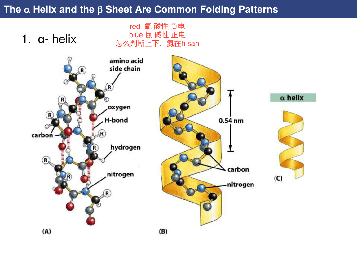 Alpha helix and beta sheet