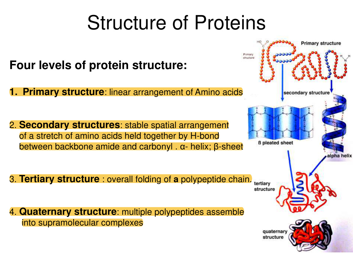 Four levels of protein structure