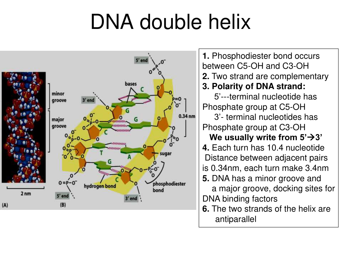 DNA double helix structure