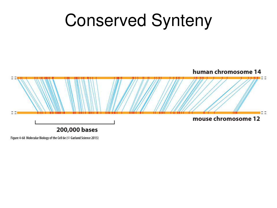 Nucleosome and chromatin packing
