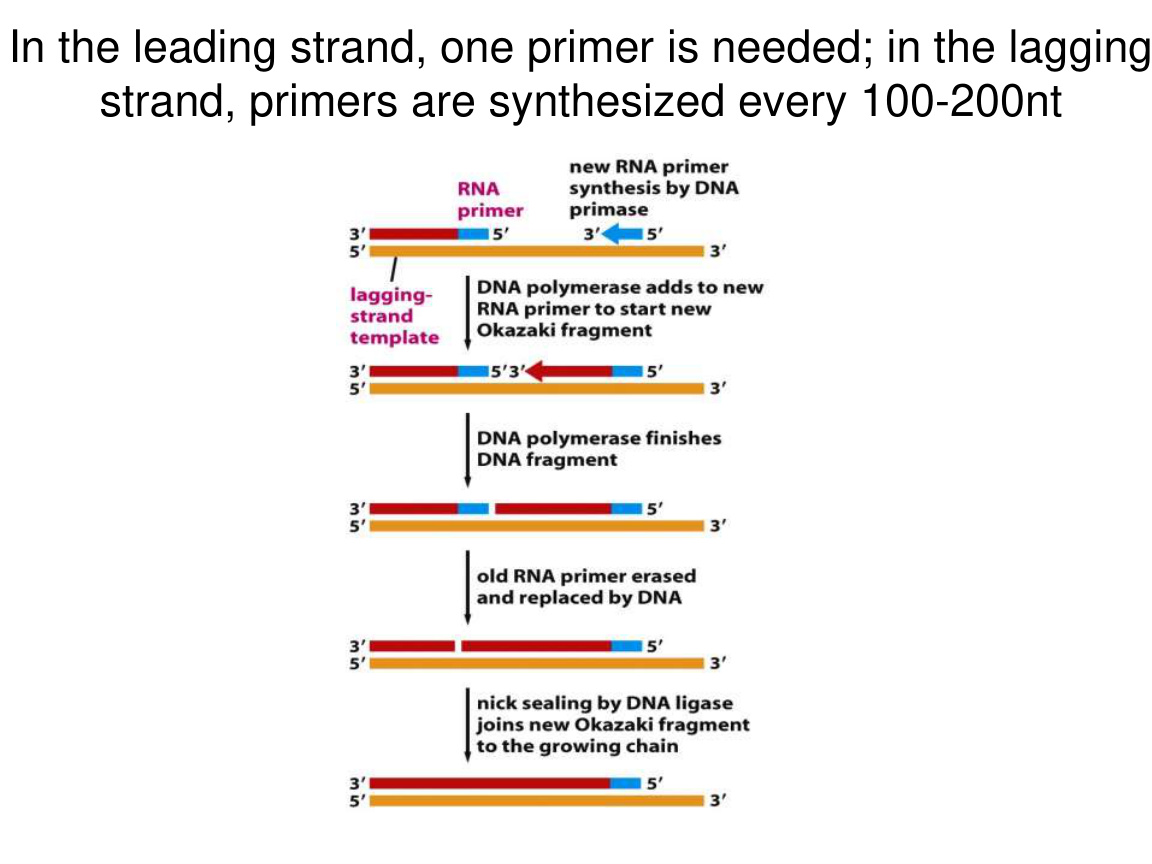 Leading strand vs lagging strand