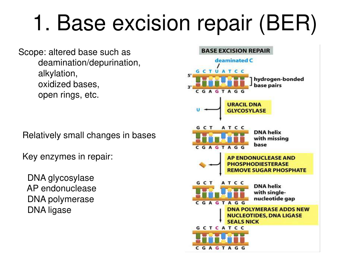 DNA repair pathway comparison