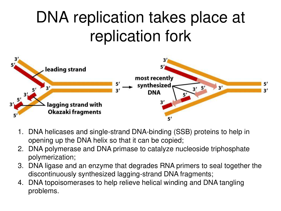 Replication fork and core proteins