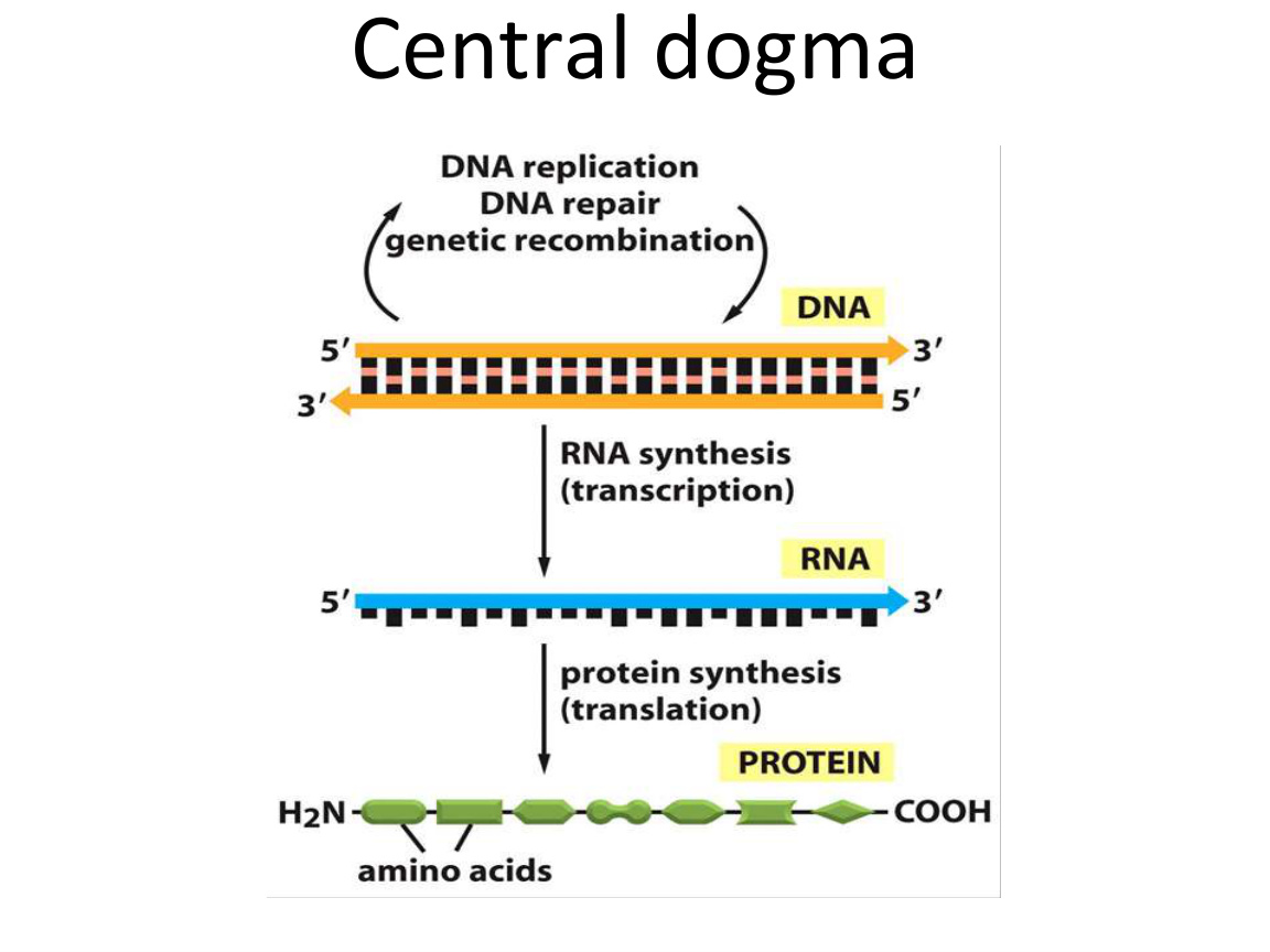 Central dogma overview