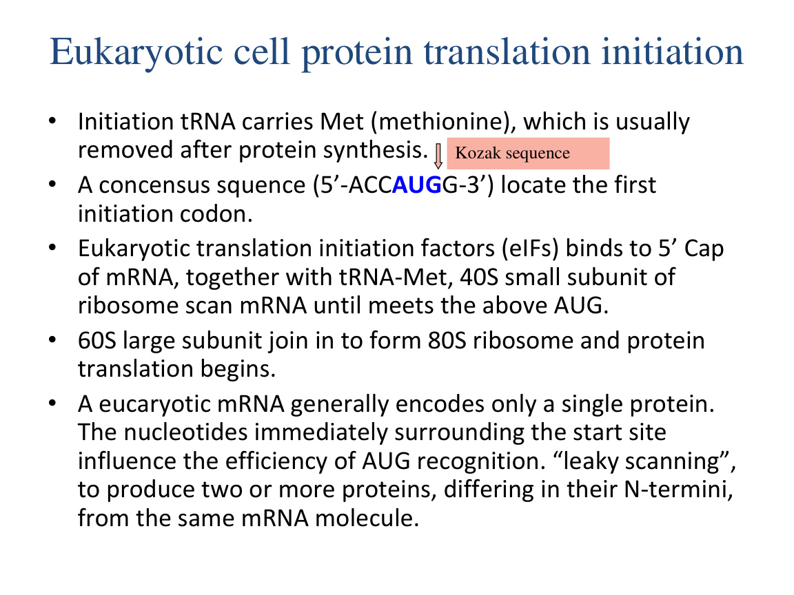 Translation cycle and ribosome sites