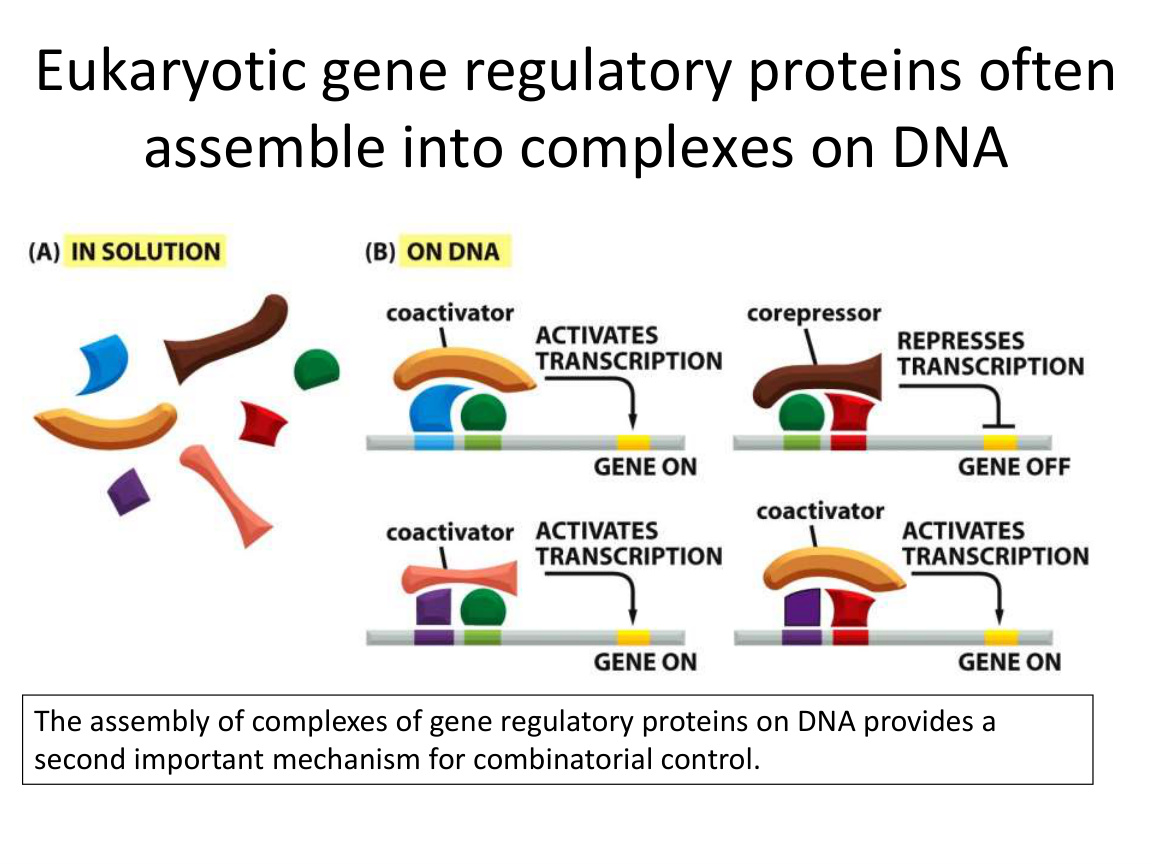 Combinatorial control of gene expression