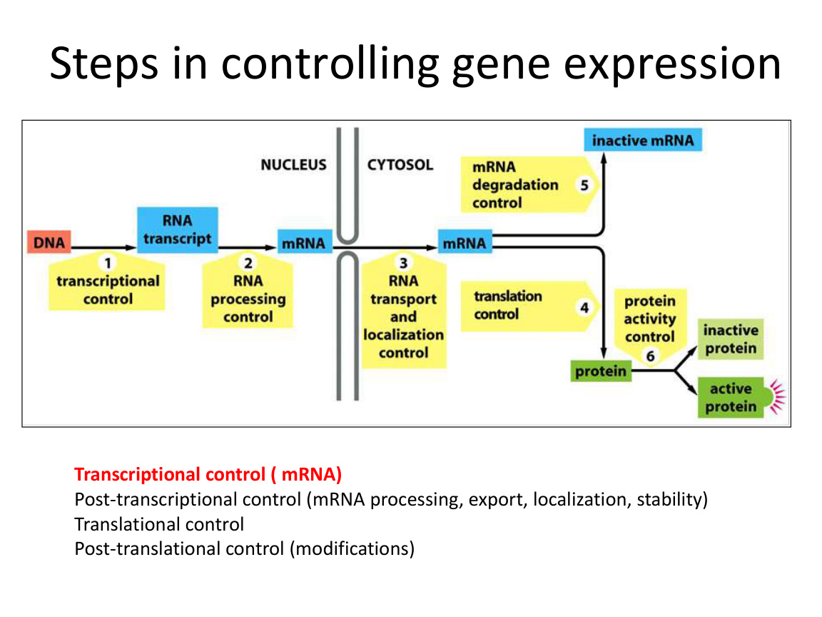 Levels of gene expression control
