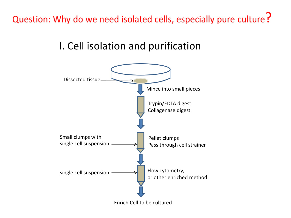 Cell isolation workflow