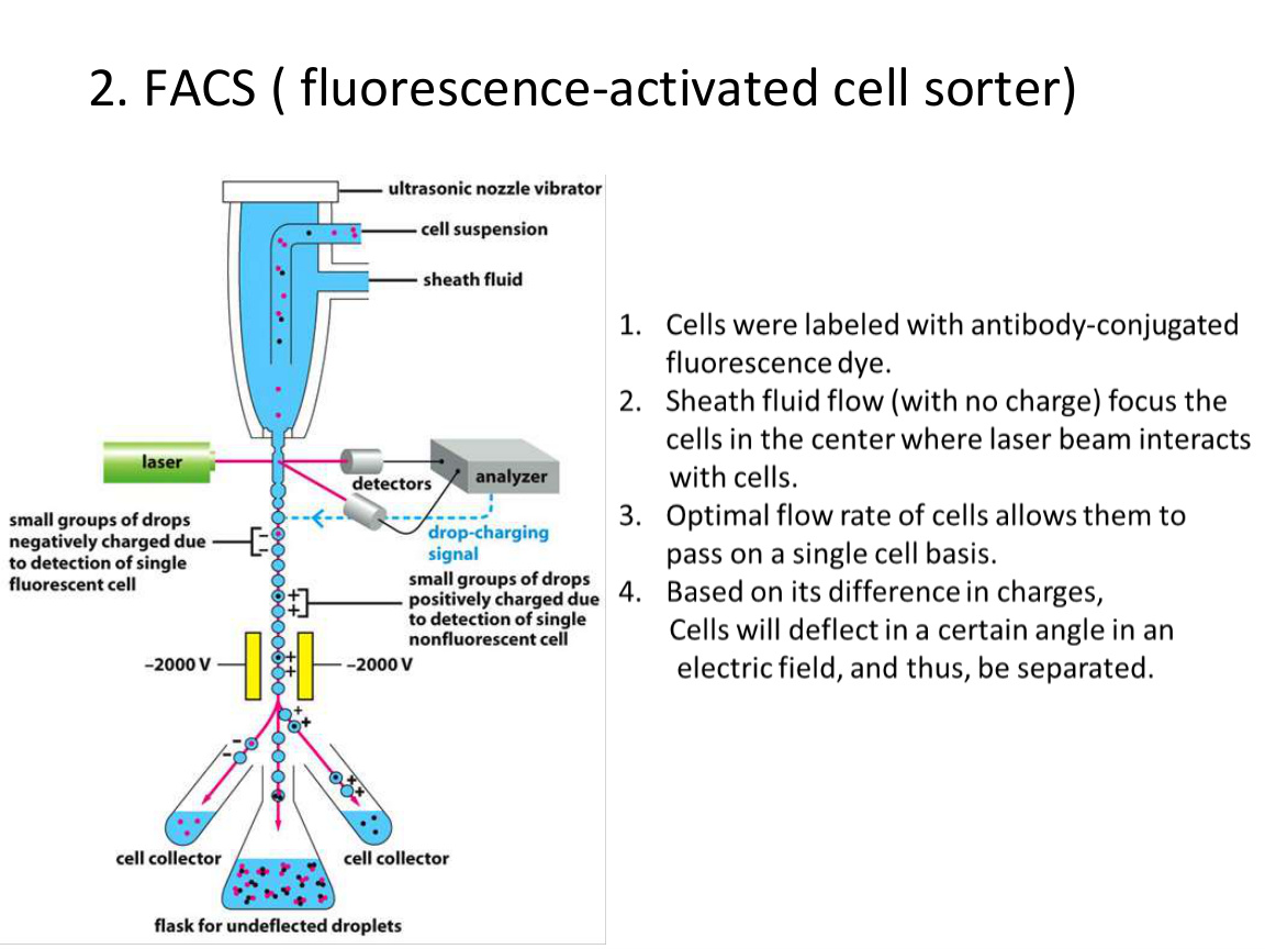 FACS principle