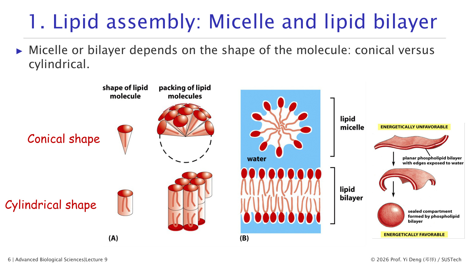 Micelle vs lipid bilayer