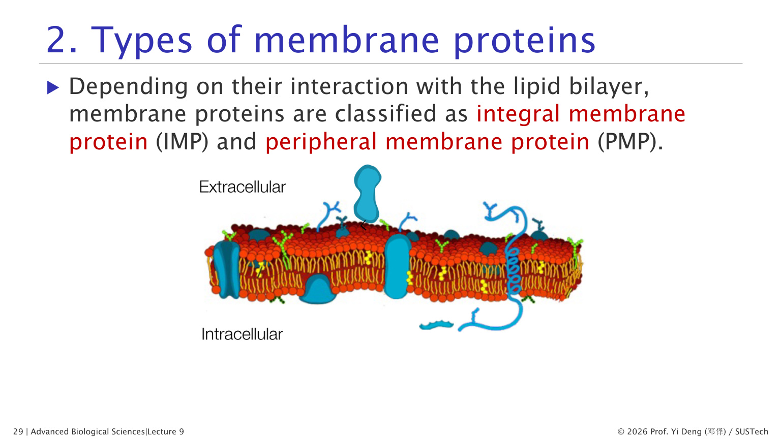 Membrane leaflet asymmetry