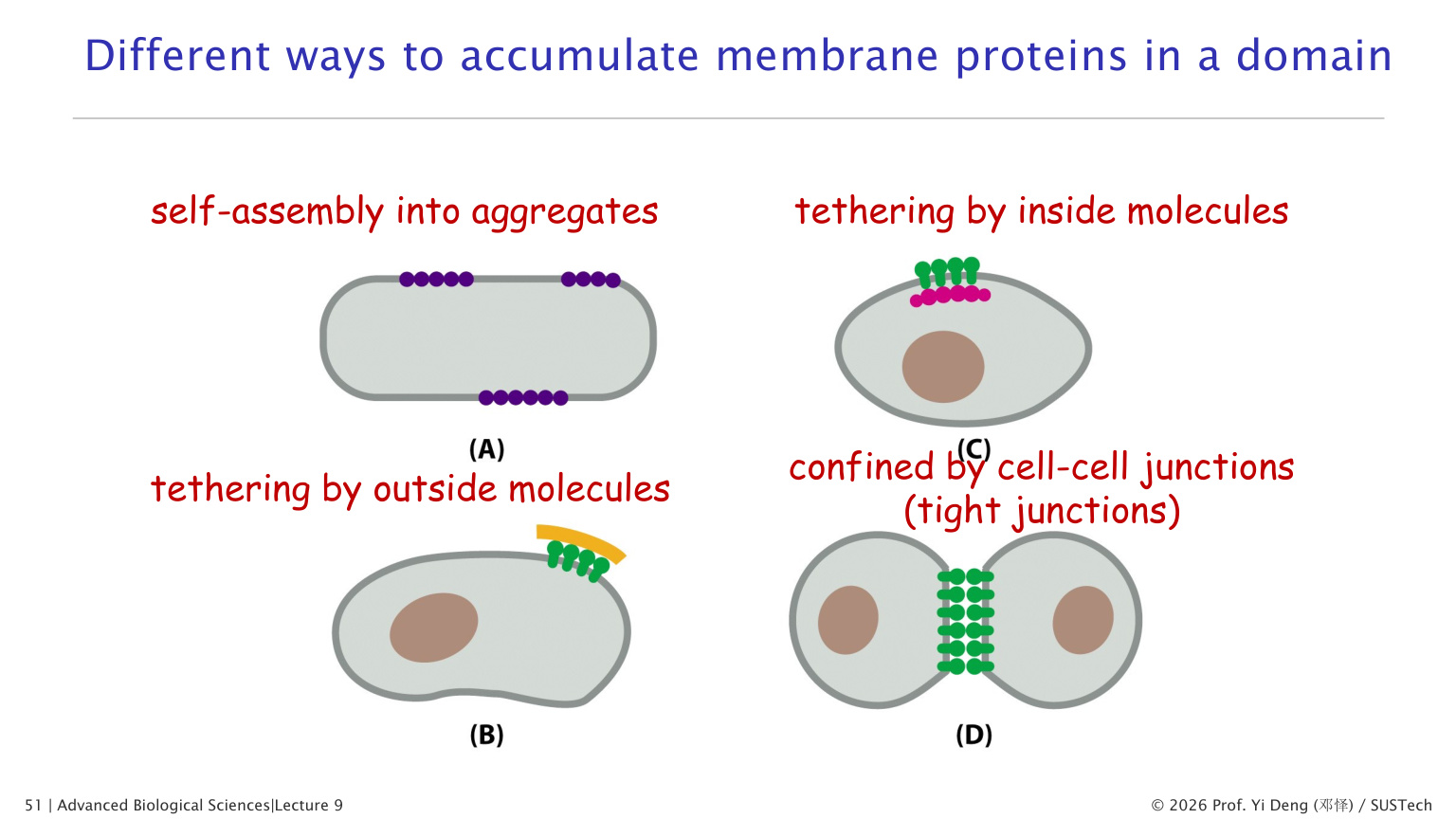 Membrane fluidity and cholesterol