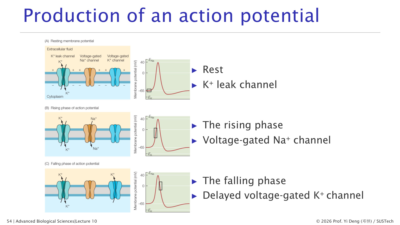 Action potential phases