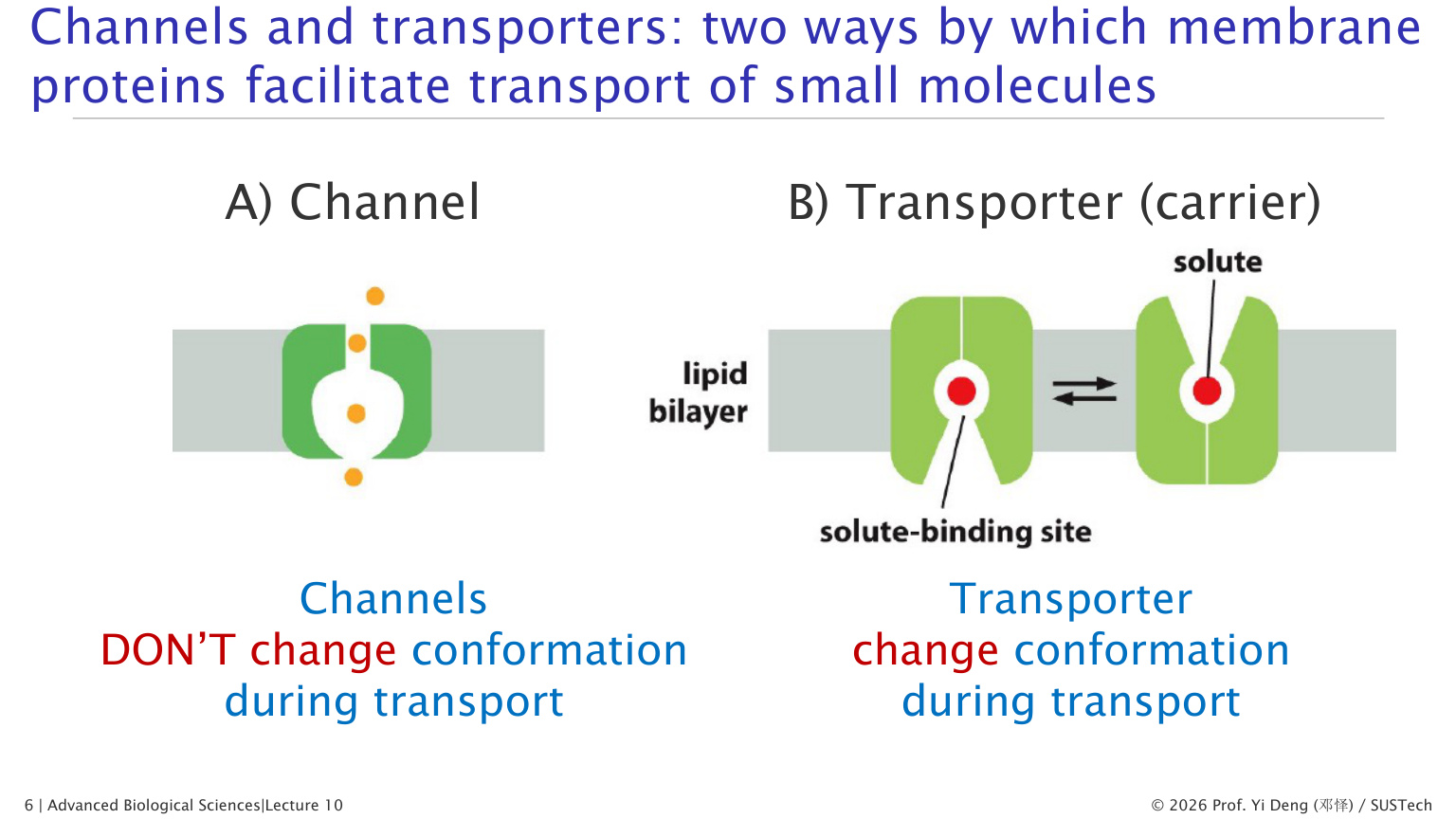 Channel vs transporter