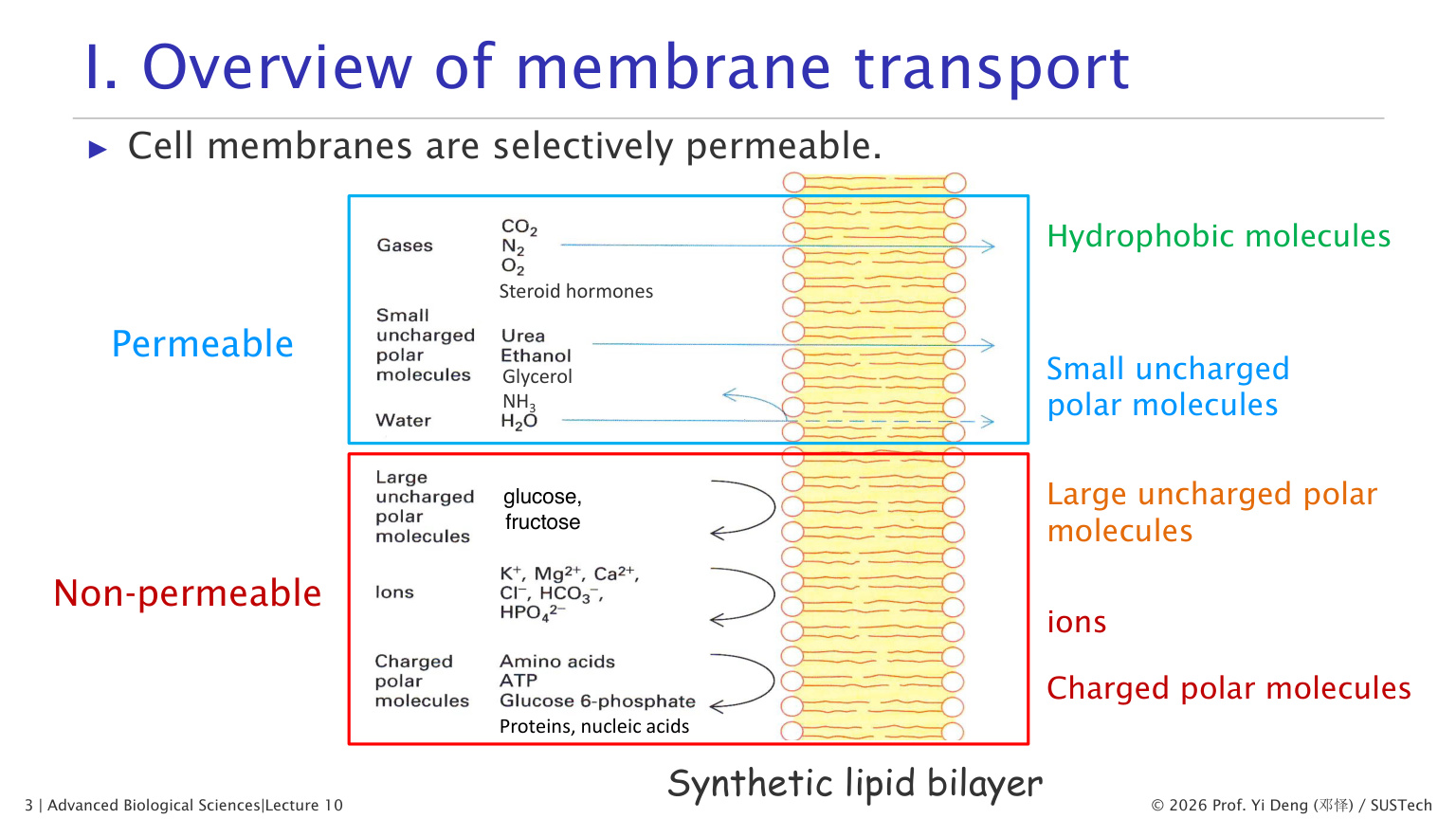 Selective permeability of membranes