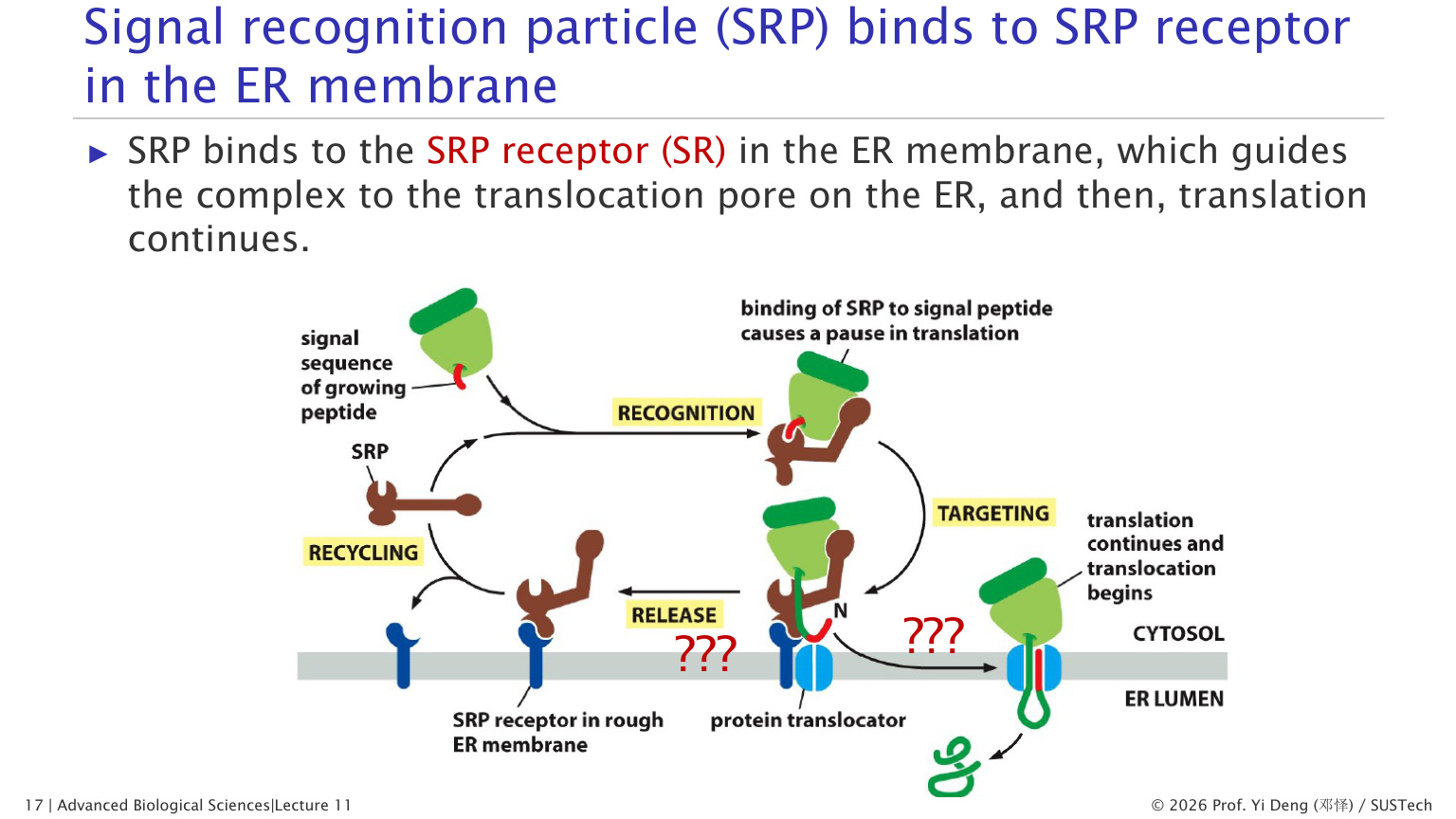 SRP and ER import
