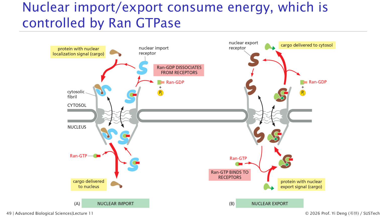 Nuclear pore and nuclear transport