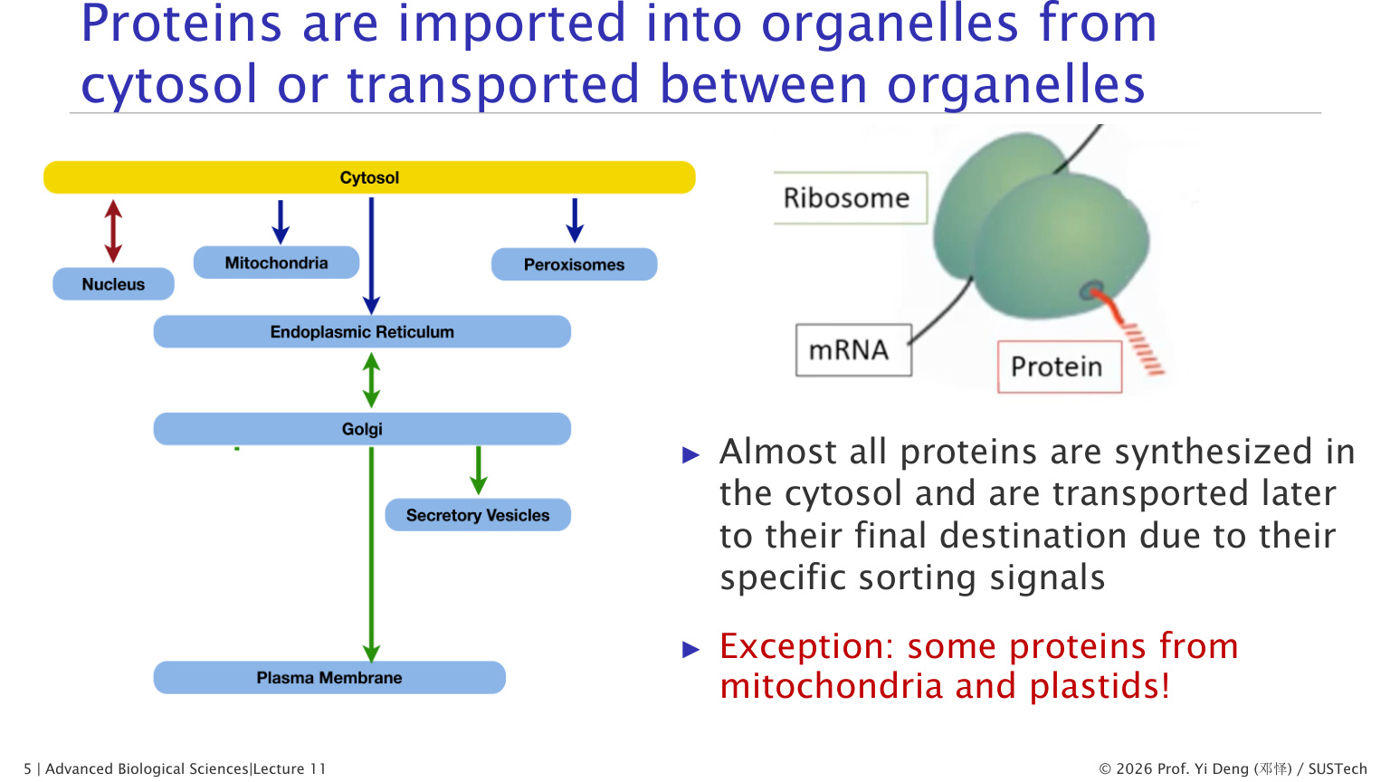 Protein sorting routes