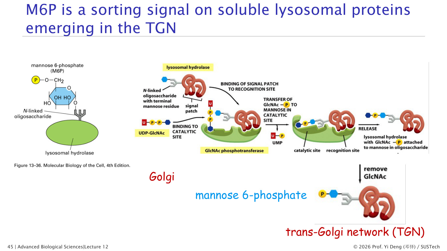 ER-Golgi traffic and Golgi morphology