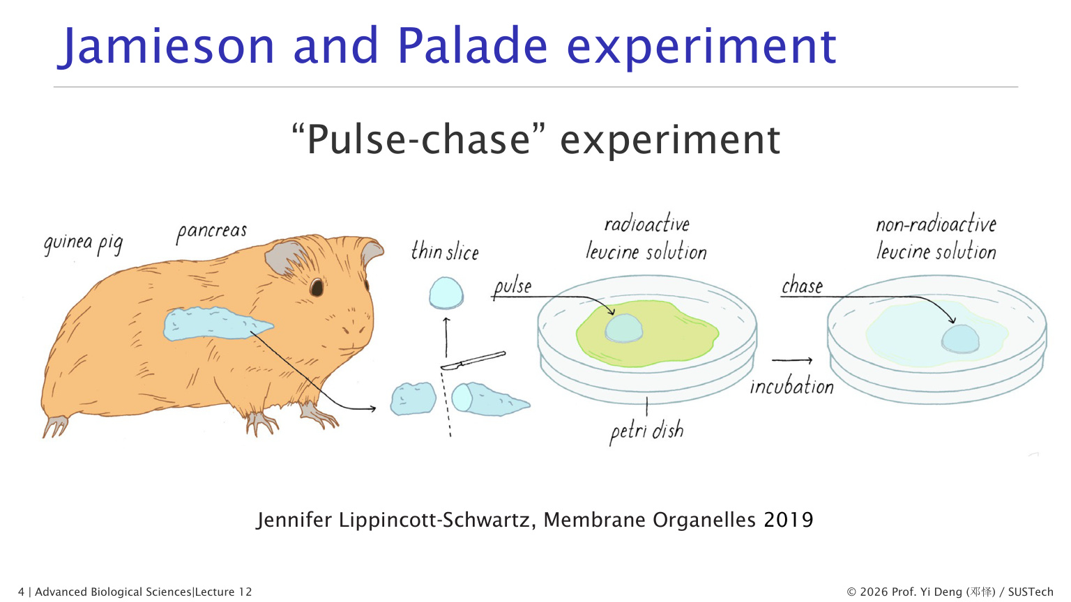 Palade pulse-chase experiment