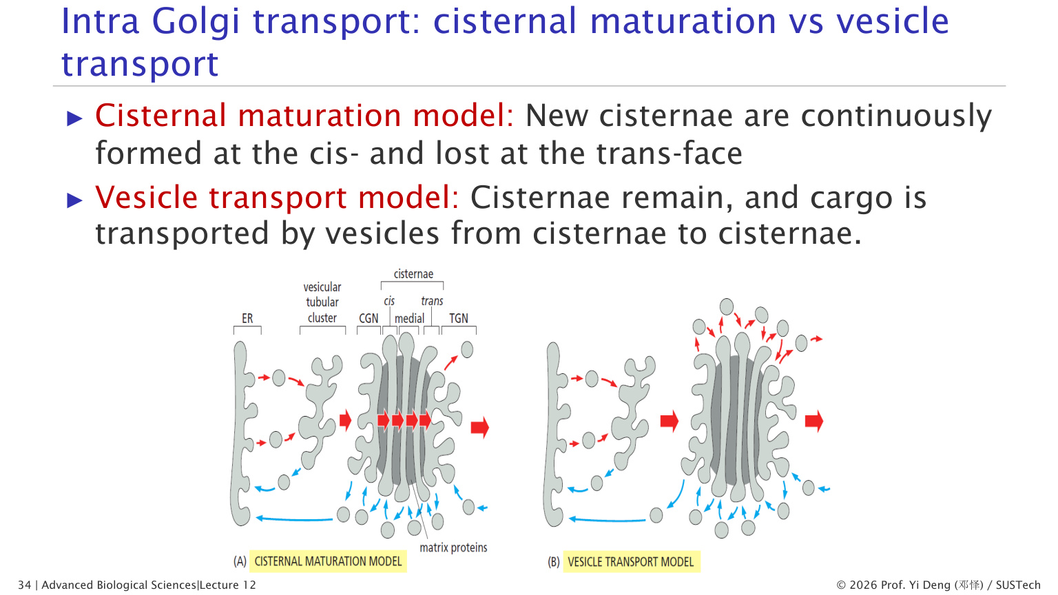 SNARE-mediated membrane fusion