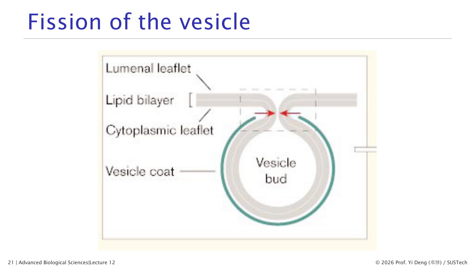 Vesicle budding and coat control