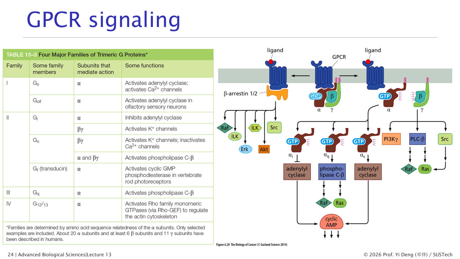 GPCR and trimeric G protein cycle