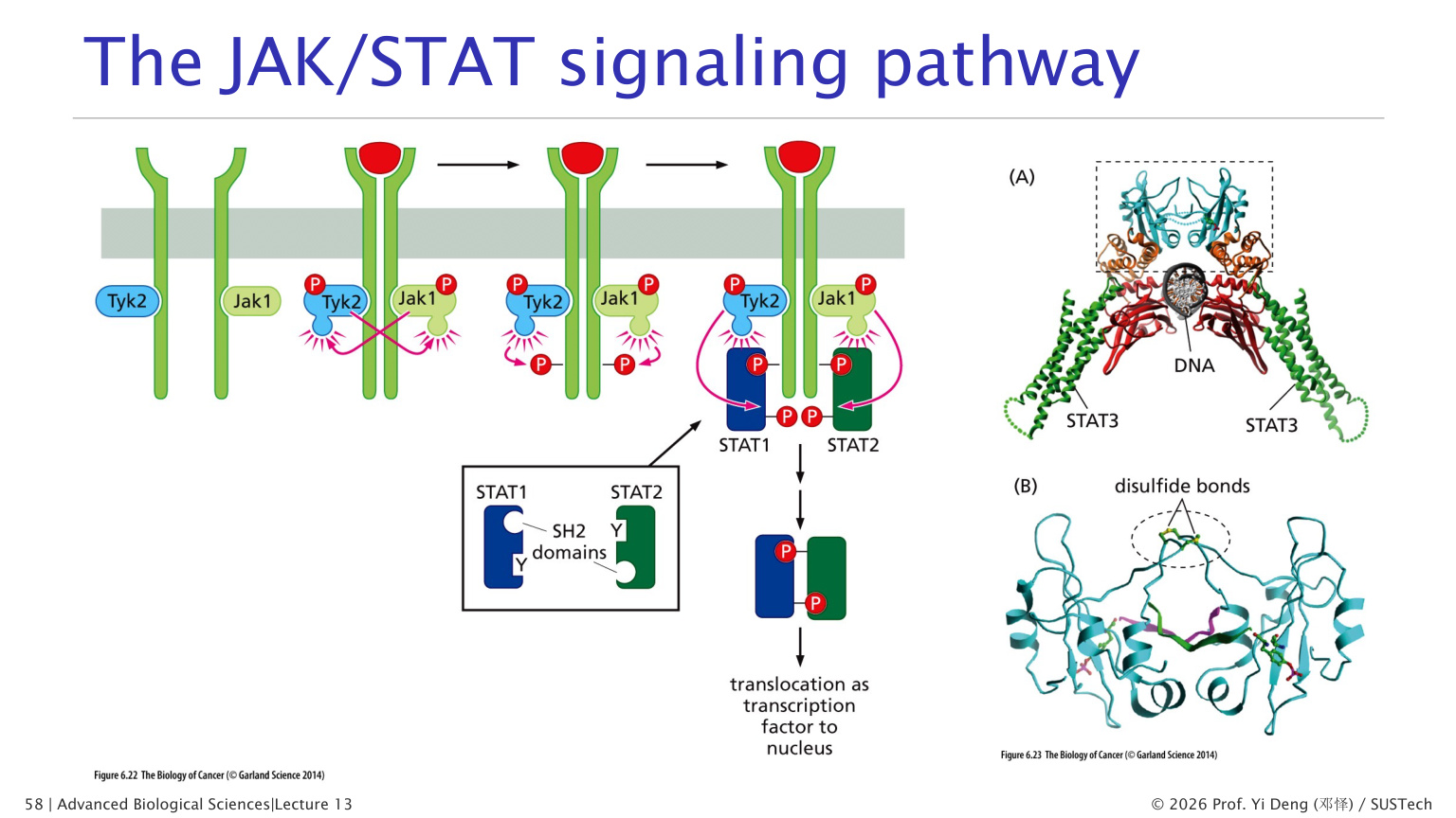 JAK-STAT signaling