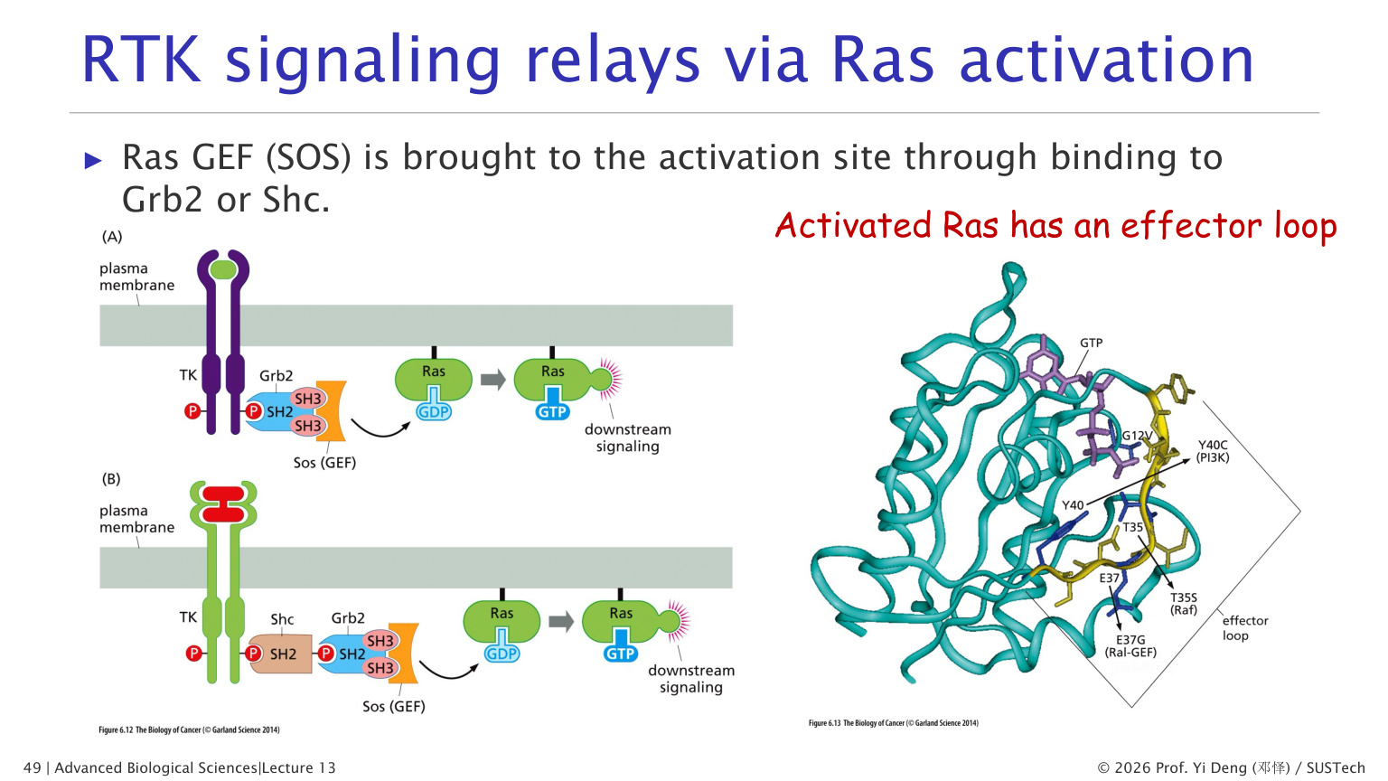 RTK-Ras signaling
