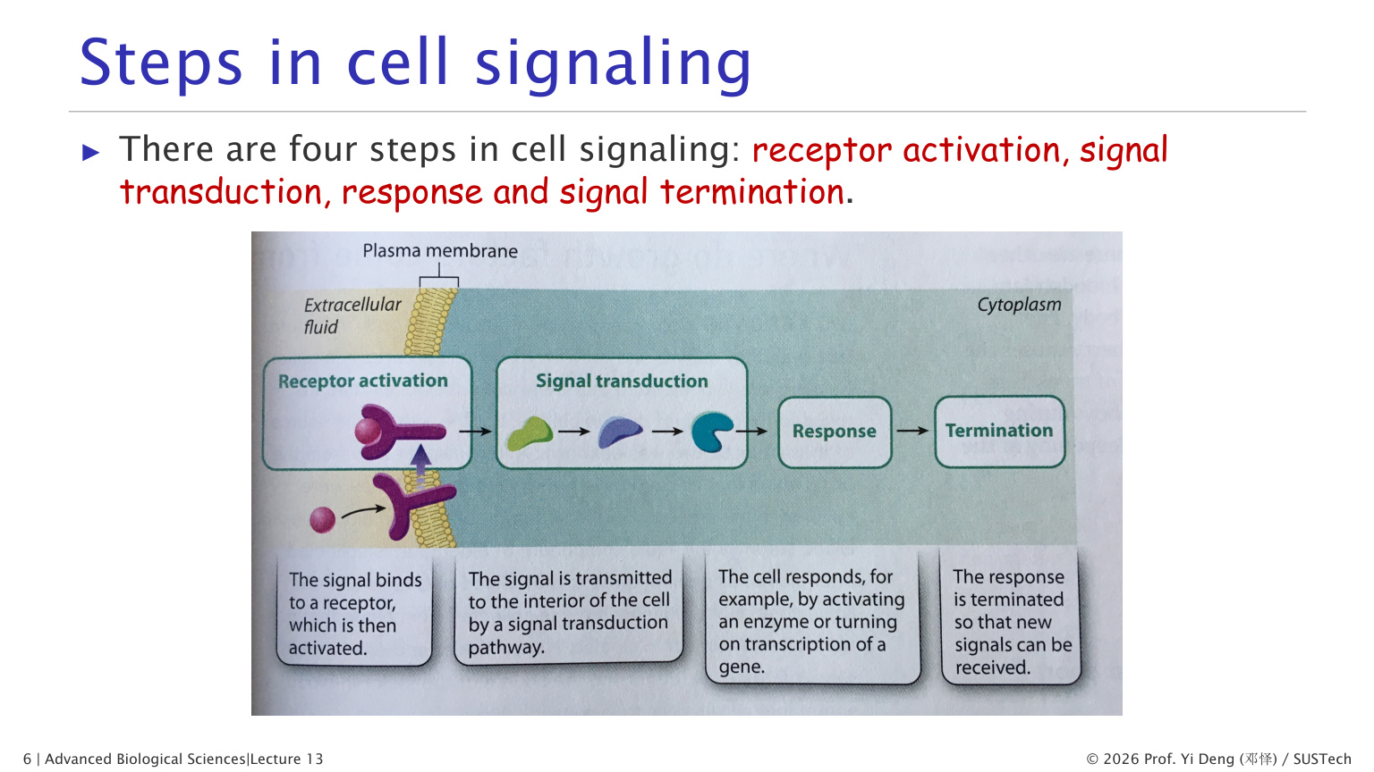 Four steps in cell signaling