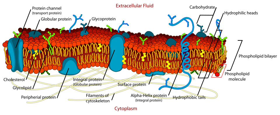 Cell membrane detailed diagram
