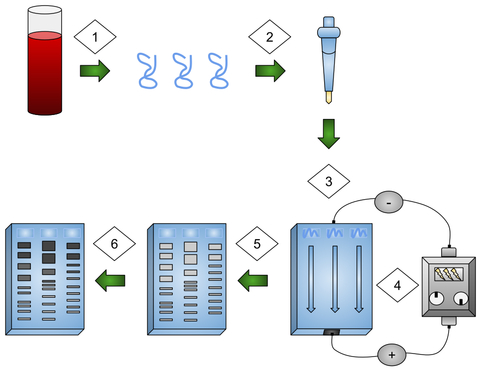 Gel electrophoresis