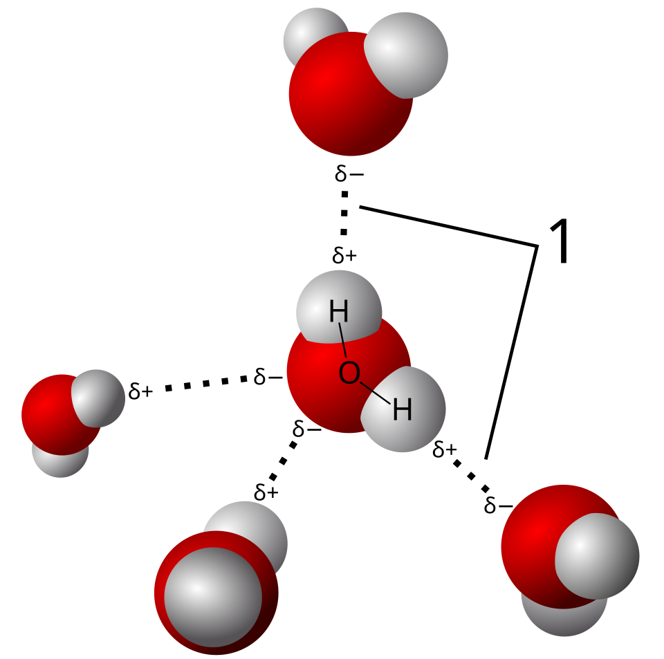 Hydrogen bonds in water