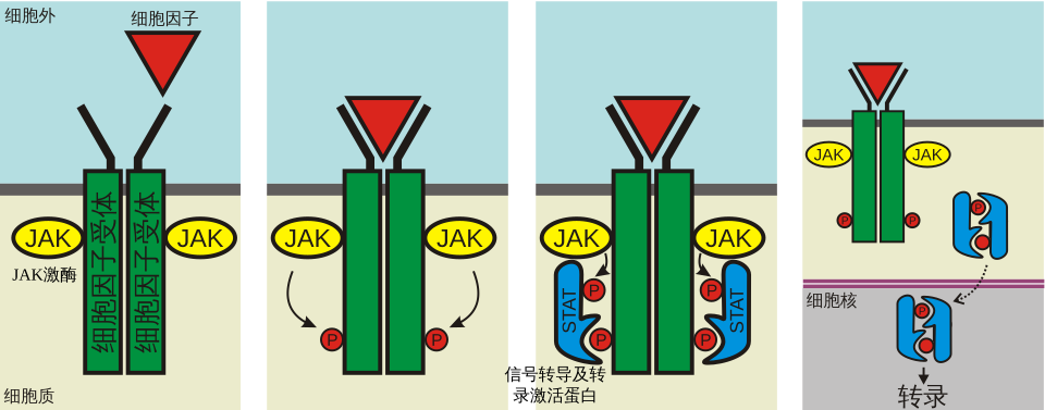 JAK-STAT pathway