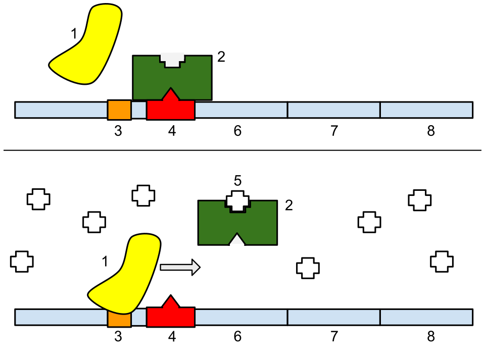 Lac operon
