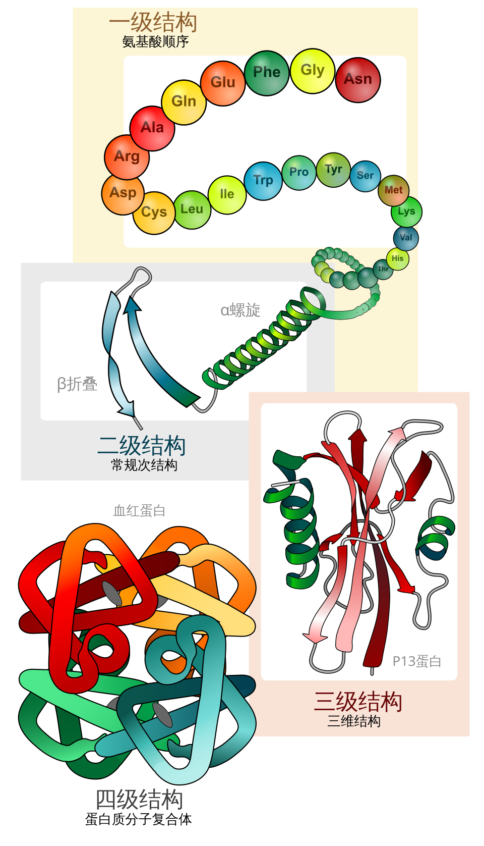 Main protein structure levels