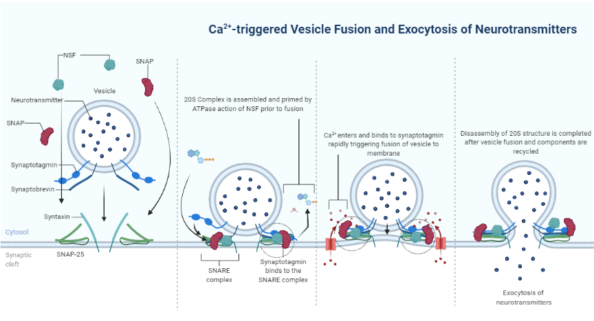 Ca2+ dependent fusion of vesicles