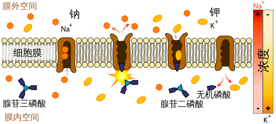 Sodium-potassium pump