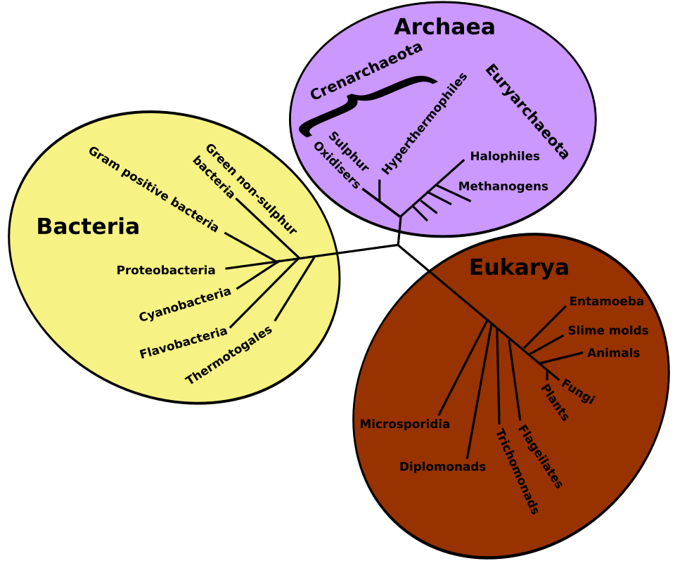 Tree of life